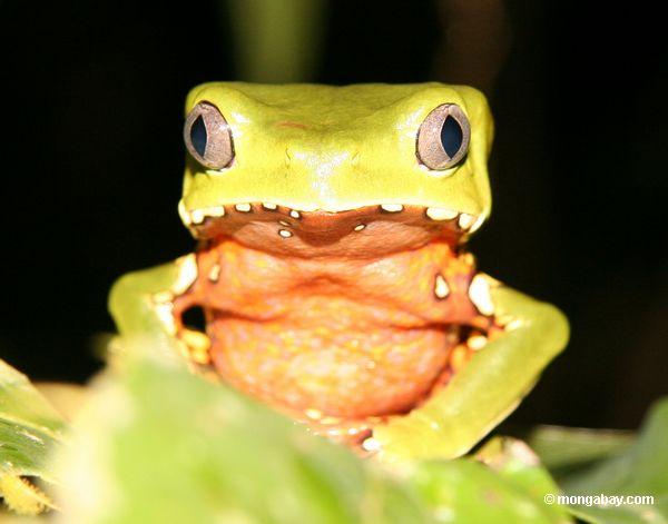 Tambopata_1026_3779a