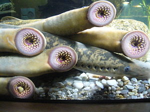 1_-_Aquarium_Finisterrae