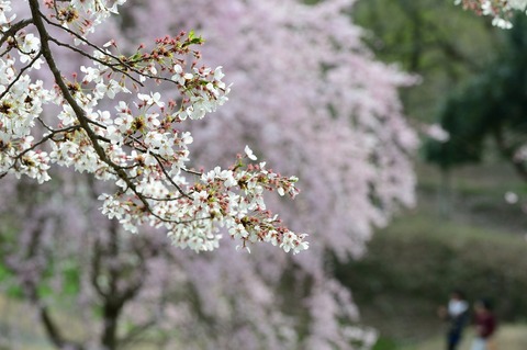 DSC_2046_00008