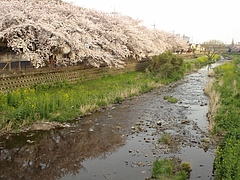 サクラサク2009/4/5