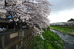 サクラサク 2010
