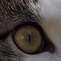 eye2