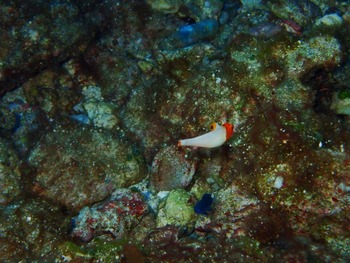 P7030021