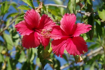 IMGP0881