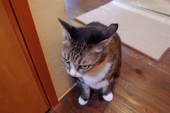 IMGP5492