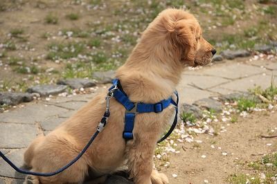�Ҹ������� Dog cafe���ǥӥ塼��