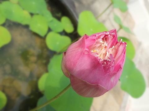 DSCF0885