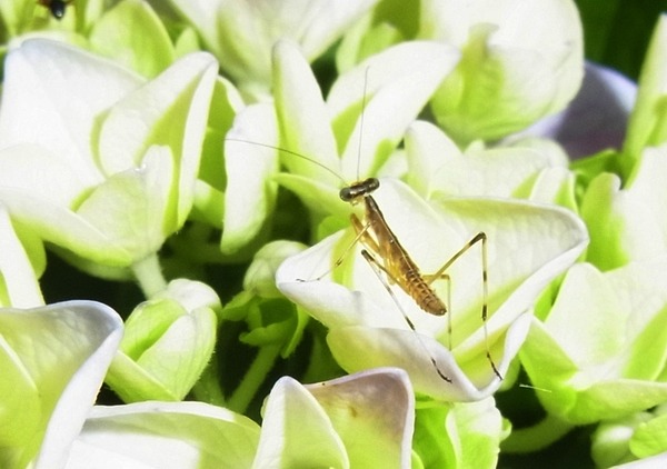 ���ޥ��ꤳ�ɤ�4