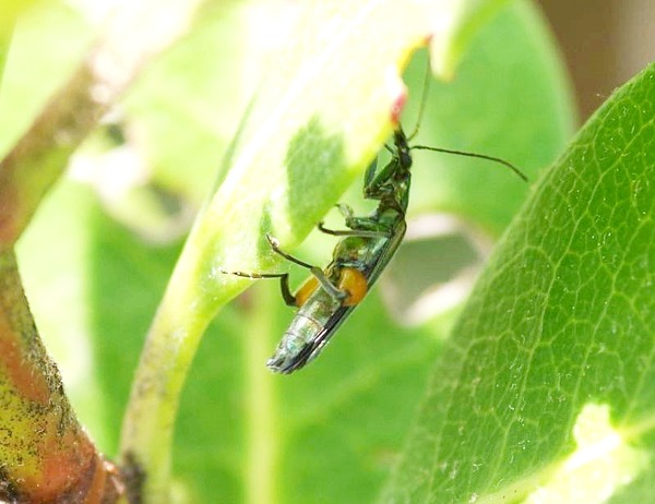 �ե��������ߥ����ɥ�2