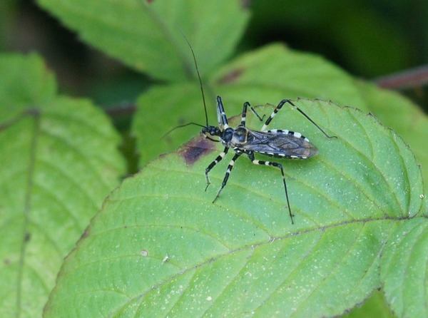 ���ޥ�������