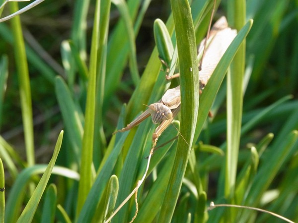 カマキリ1215b