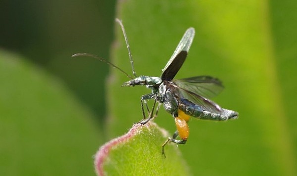 �ե��������ߥ����ɥ�