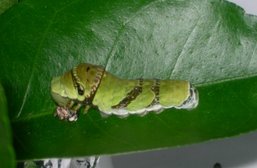 b6d11a90.jpg