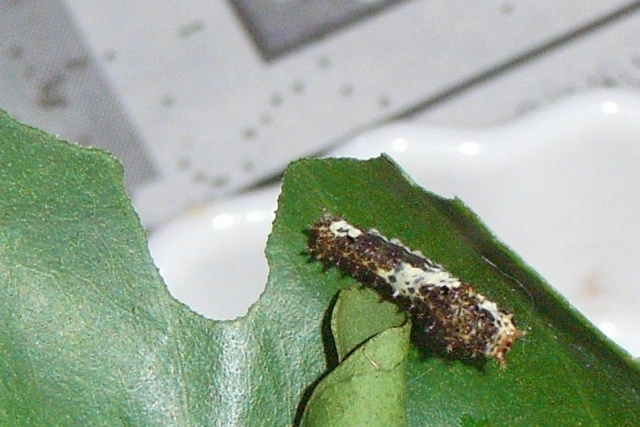 5212af06.jpg