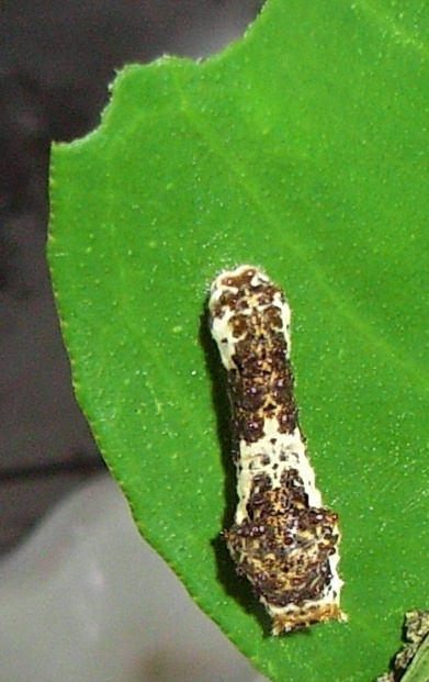 5436146e.jpg