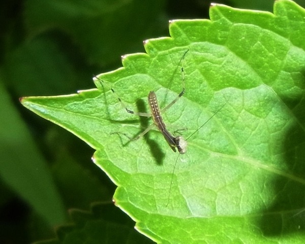 ���ޥ��ꤳ�ɤ�