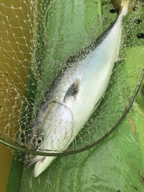 S__58900626