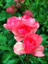 P6269489