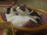 にゃんだパーク7