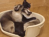 にゃんだパーク8
