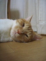 じゃあ、もういいよ…