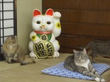 にゃんだパーク2