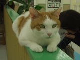 にゃんだパーク1