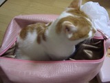 入りました
