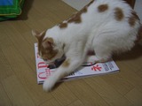 あたしの方が…