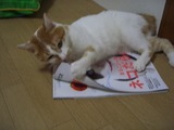 美猫よ!!!