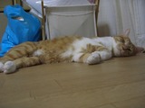 だる…