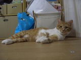 呼んだ?