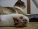 ジュッジュの肉球