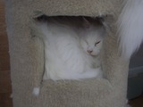 にゃんだパーク3