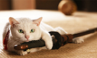 猫侍