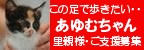 ���������Τ���罸