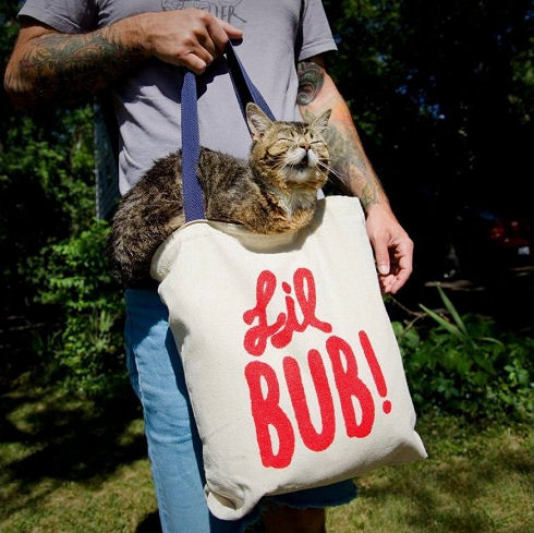 lil bub 07