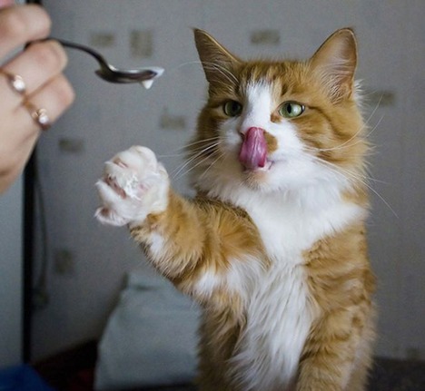blog-bu_cat06