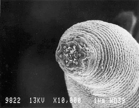 devil-worm-nematode-found-in-mine_36157_big