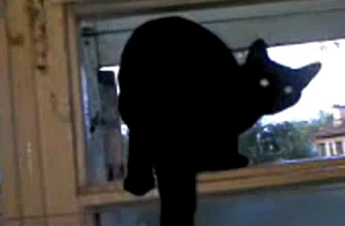 Cat gets caught barking