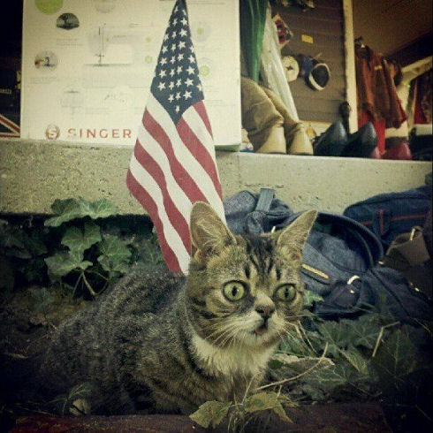 lil bub 02