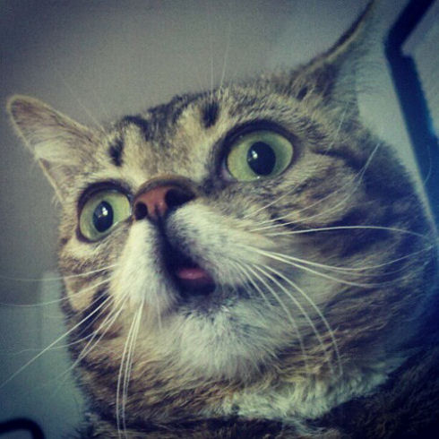 lil bub 12