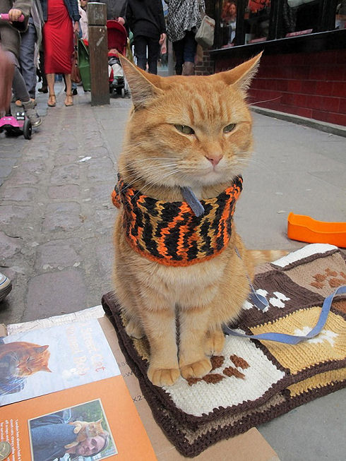 Bobthecat17