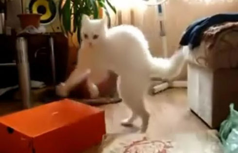 Frankenstein Cat Part II