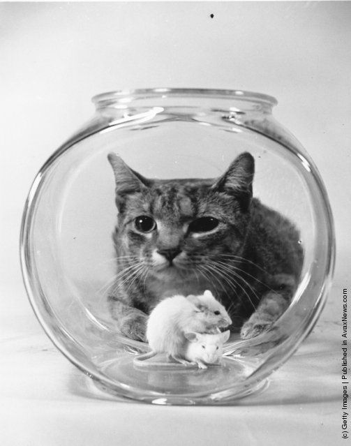 Interesting Old Photos of Cats (3)