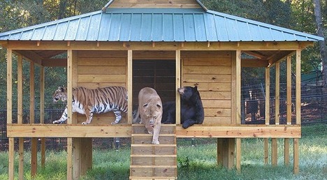 付録部 blog-bu : 【感動】熊と<b>ライオン</b>と虎が仲良く暮らす、“ノアの箱舟”