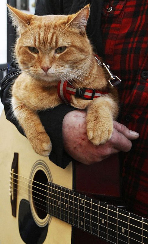 Bobthecat29