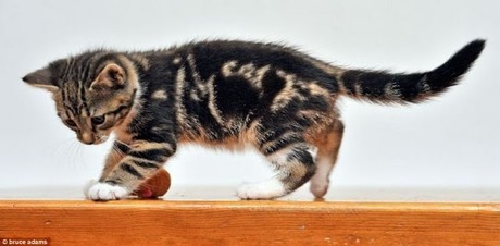 cat-with-word-cat-003