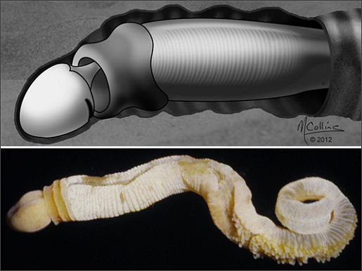 sn-phallusworm