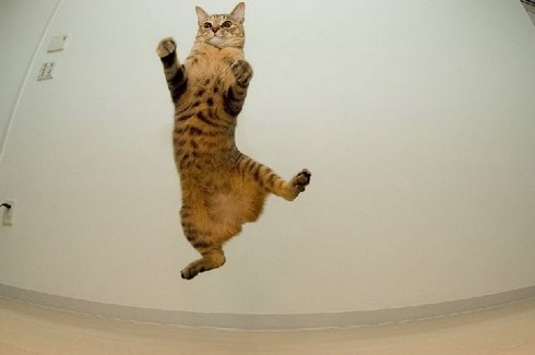 flying_cats_06